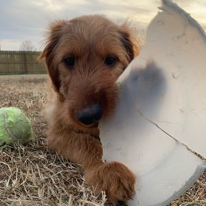 Meet your Posher, Ava